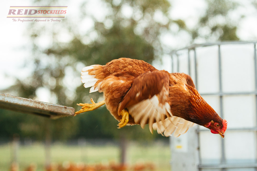 Reid Rangers Reid Ranger | Reid Stockfeeds Trusted Performance