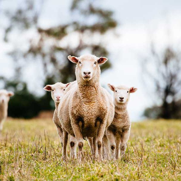 Ewe and Lamb Mix - Reid Stockfeeds Ewe and Lamb Mix - Reid Stockfeeds