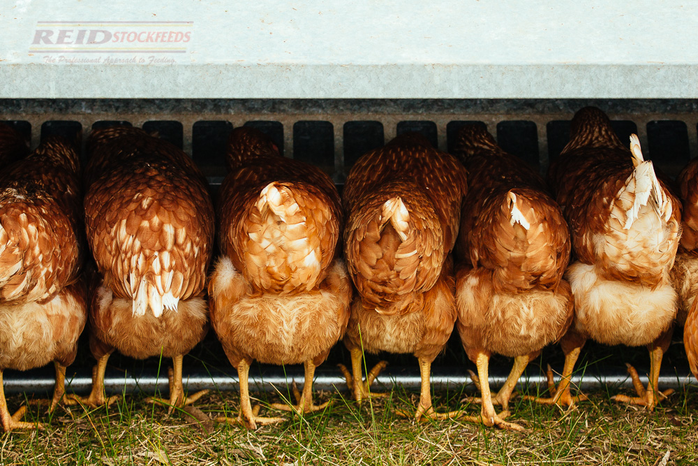 Giant Reed Stock Fodder Reid Ranger | Reid Stockfeeds Trusted Performance