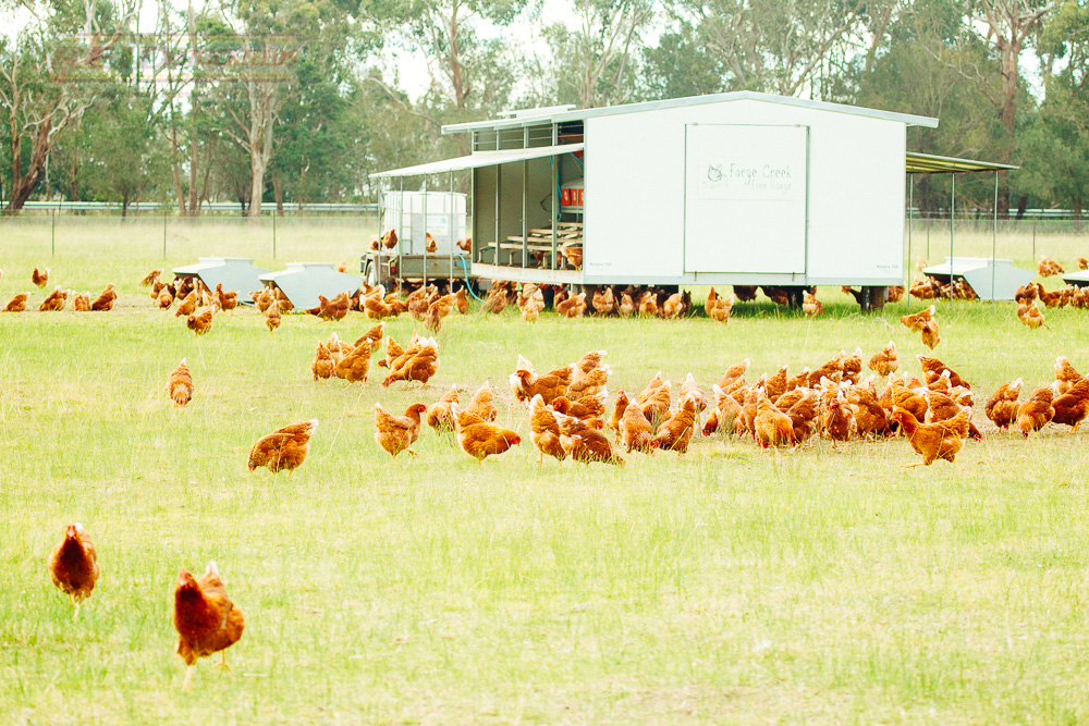 Buy Chicken Feed In Bulk: Where To Find All The Best Deals – Roosty's