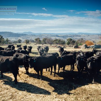 Giant Reed Stock Fodder Cattle Grain & Bulk Stock Feed – Cow Food For Sale