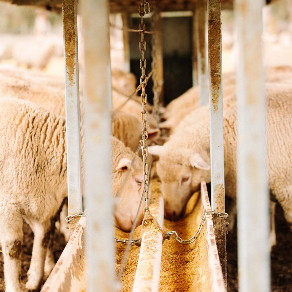 Sheep Mix Reid Stockfeeds