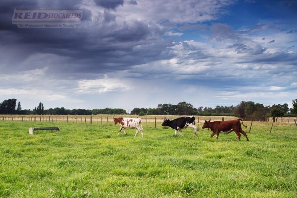 Calves Mick Tuhans