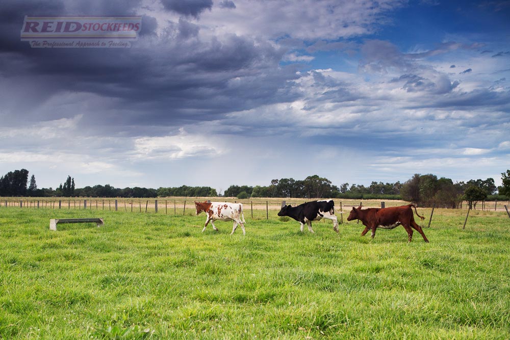 Calves Mick Tuhans