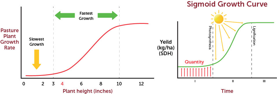 Sigmoid Growth Curve