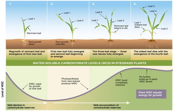 water soluble carbohydrate levels