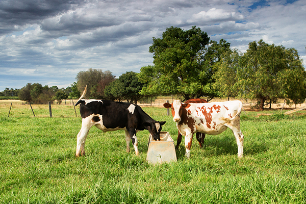 black and brown cows