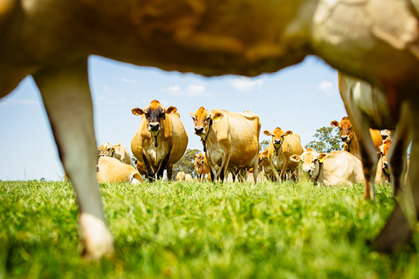 Herd of cows