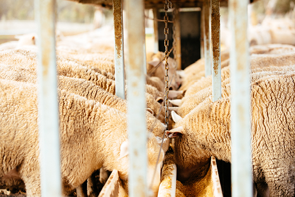 Cattle Sheep Feeding