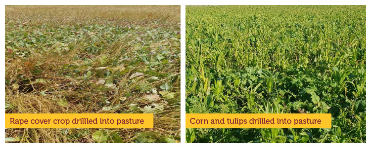 Rape Cover Crop & Corn Tulips