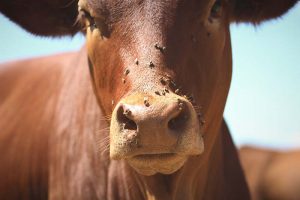 Cow Covered In Flies