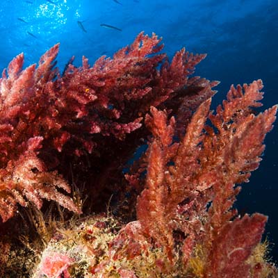 Seaweed — Red Asparagopsis