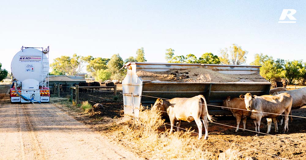 Cow Silo Reid Stockfeeds