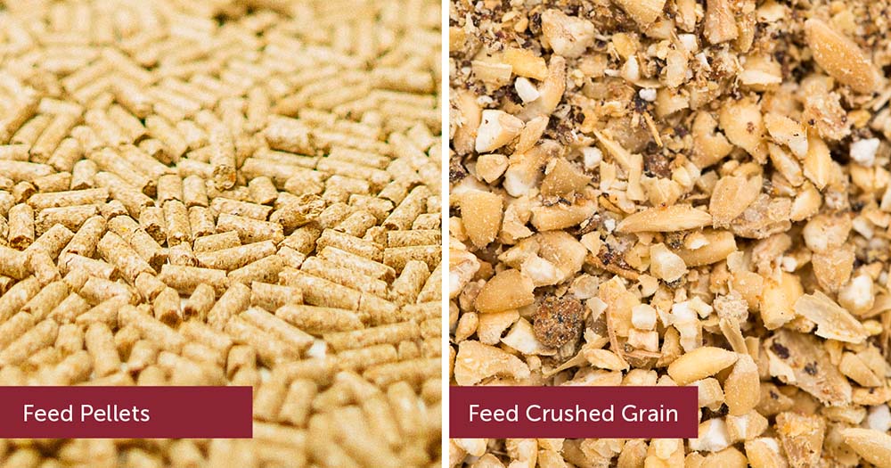 Feed Pellets And Crushed Grain