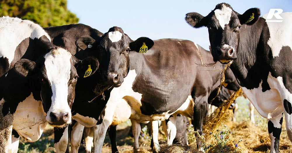 Like i said the overhead is definitely the biggest factor for cattle! , cows