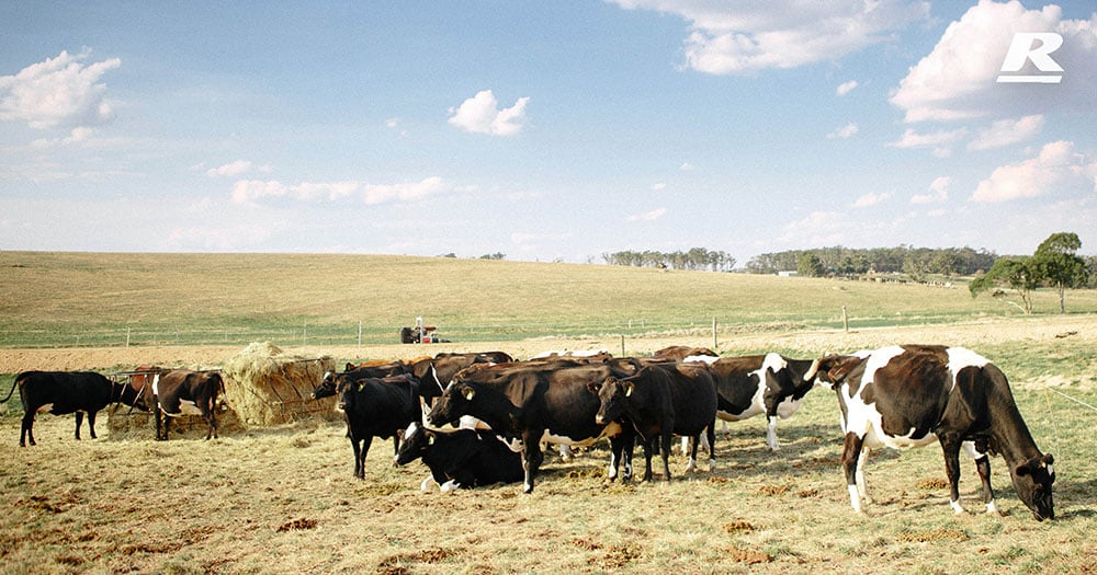 NeedForFeed Cows grazing