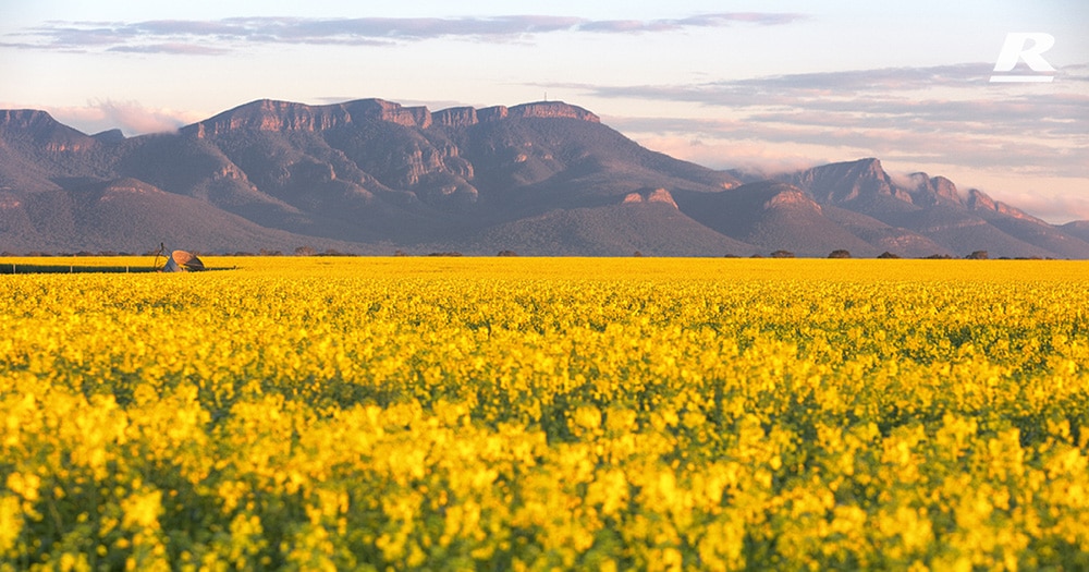 Reid Stockfeeds Canola Fields