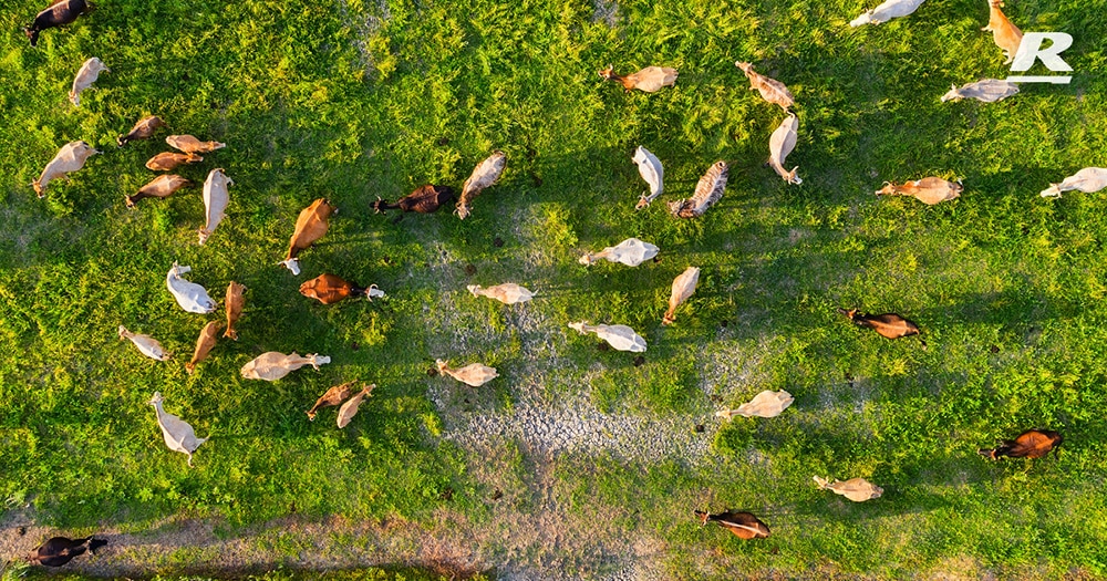 Cows are eating grass on the Ground