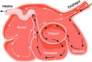 Rumen Intestine