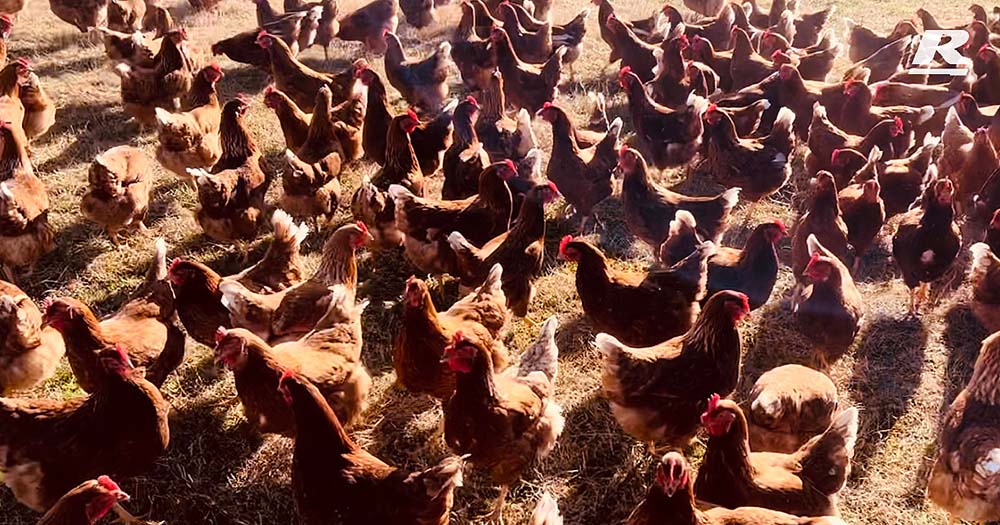 Hens at REID Stockfeeds