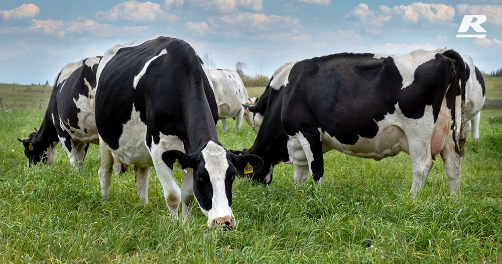 REID Stockfeeds' Cows are eating grass on the Ground