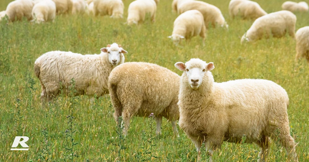 REID Stockfeeds' Sheep are eating grass on the ground