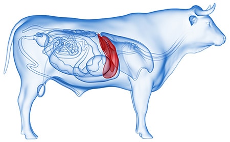 Buffalo Ruminant Liver