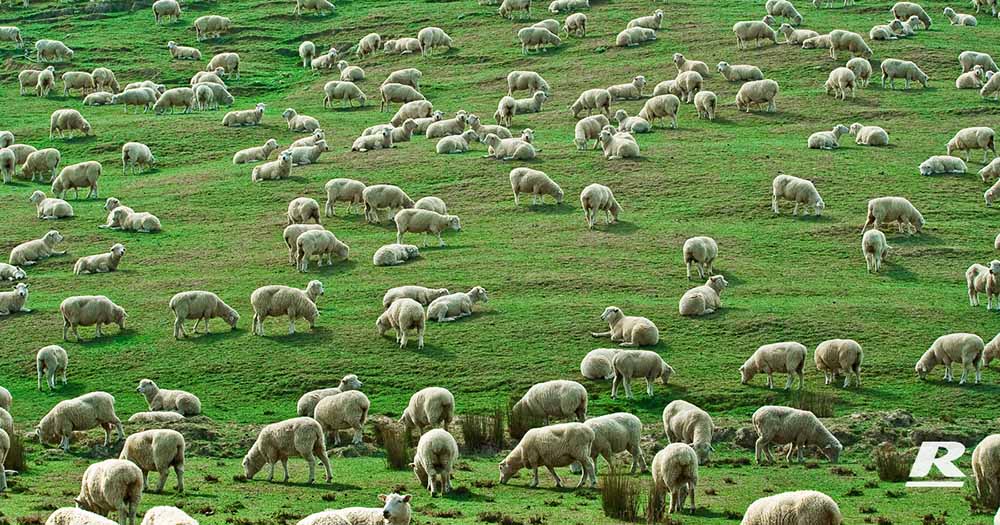 Sheeps are eating grass on the ground