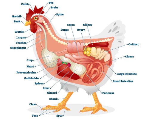 Understanding Chicken anatomy