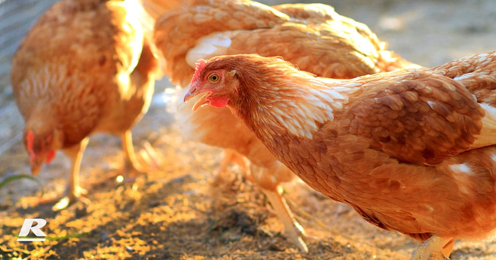 Diet quality and gut health in Poultry