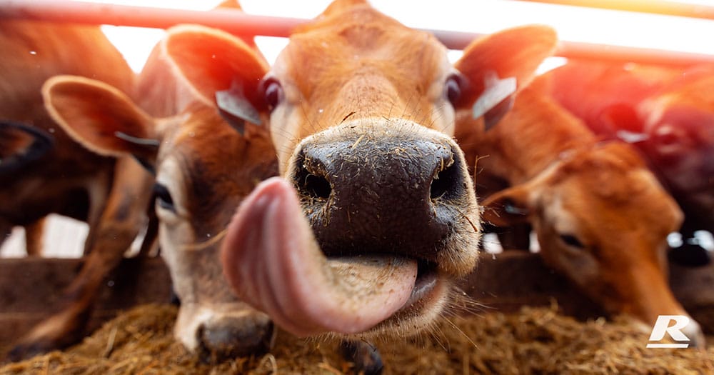 Cow sticking its tongue out