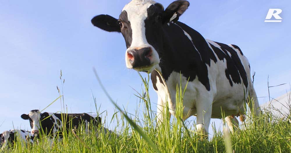 Rearing heifer calves for success