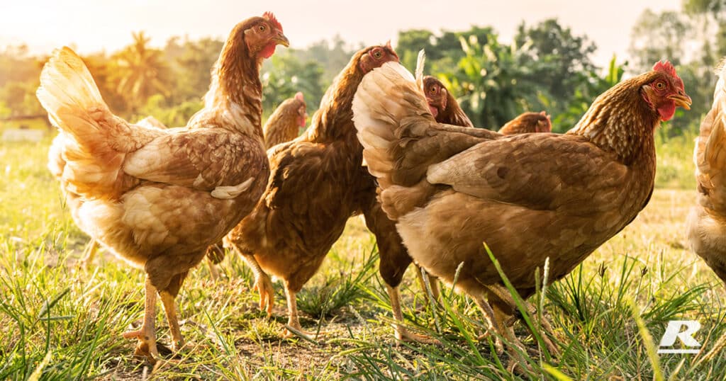 REID Stockfeeds Hens