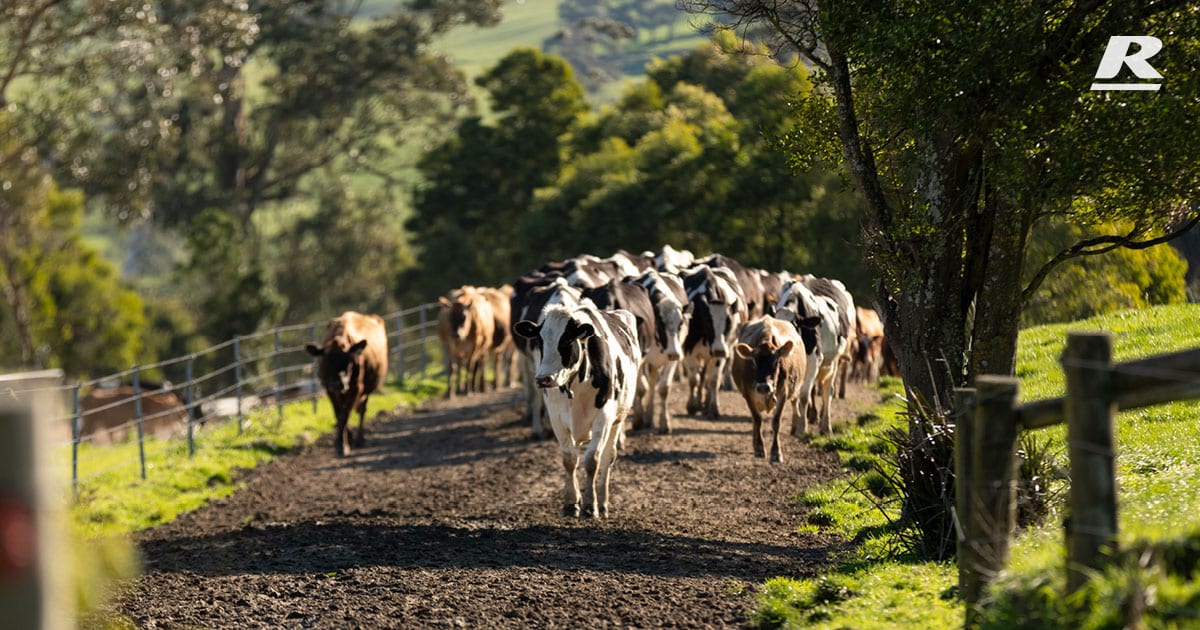 The group of cows on the road