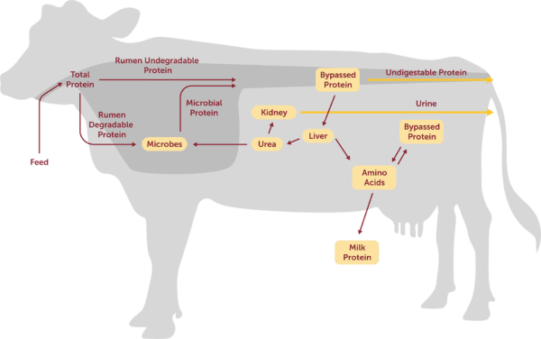 Cows internal body details chart