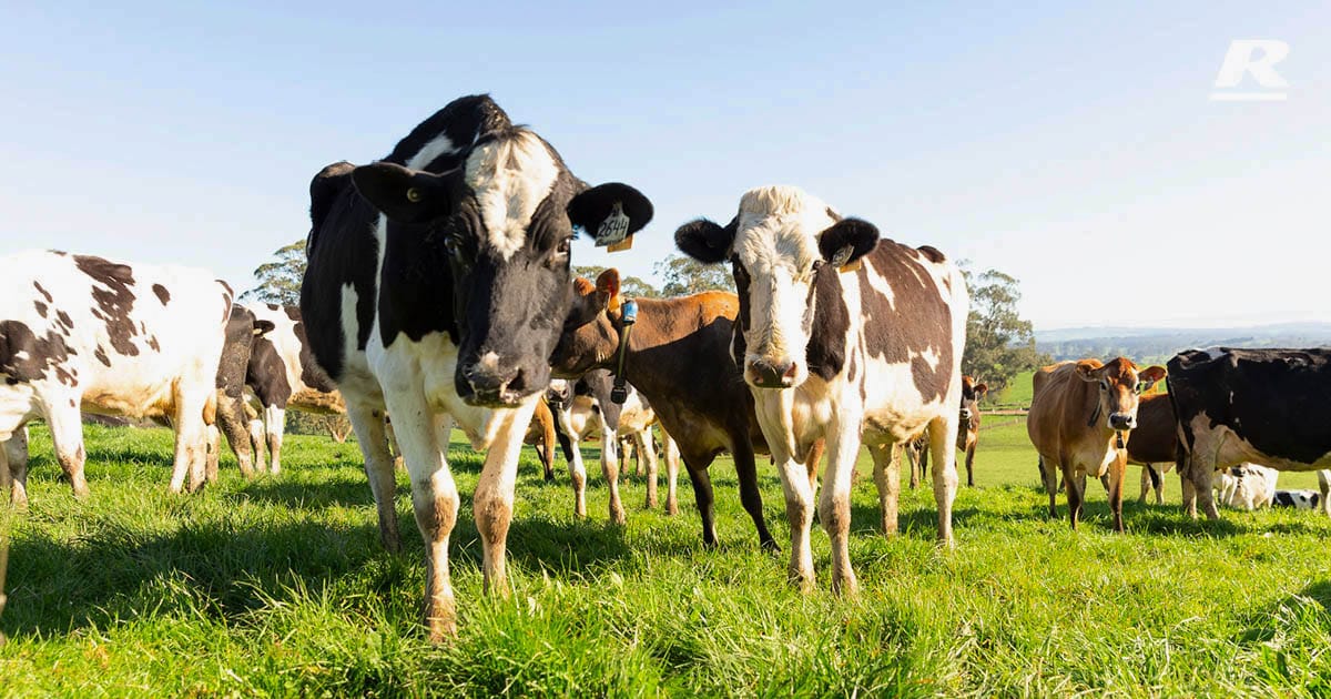 The cows on the green ground