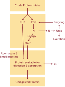 Non Protein Nitrogen NPN