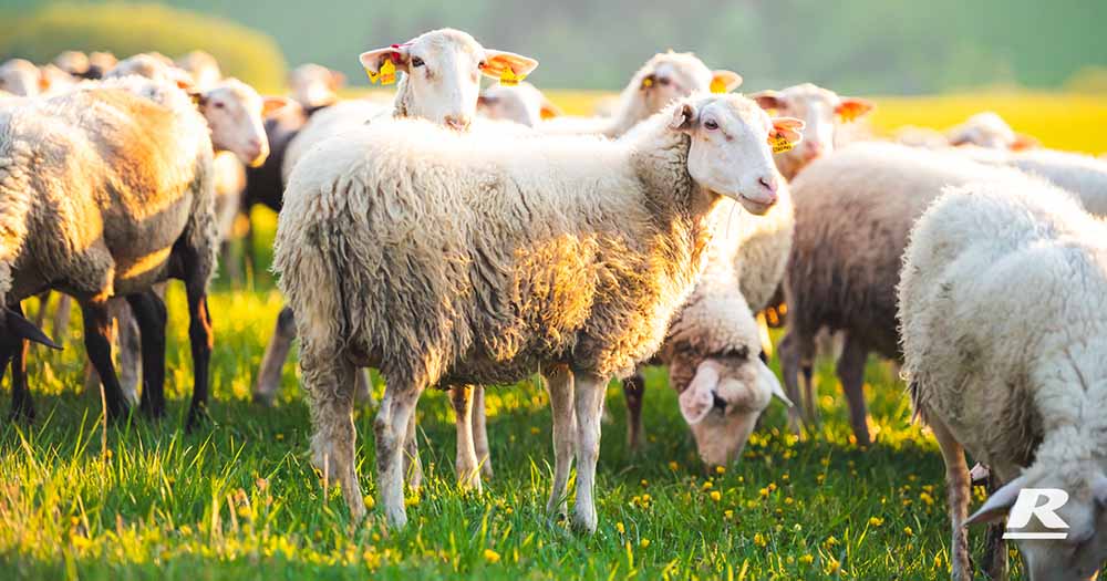 Oregano Extract For Sheep