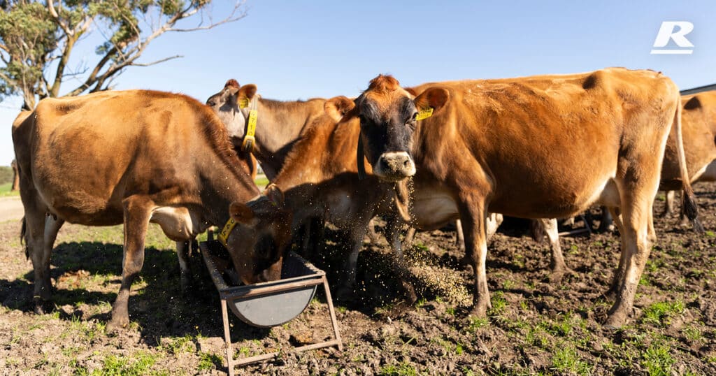 Herd Feeding Field