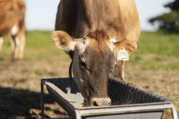 Cow Eating Feed