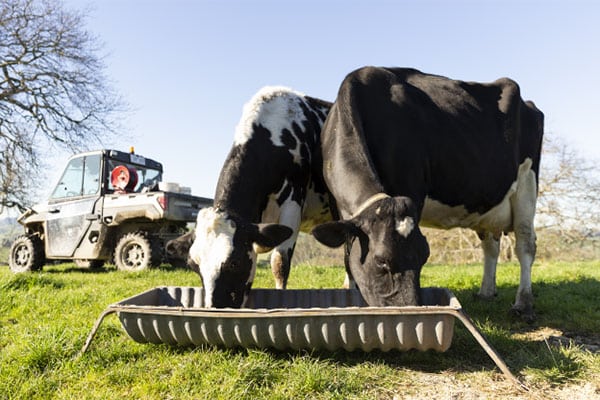 Cows Feeding