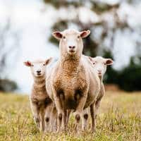 A Group Of Sheep Standing In A Field