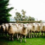 Reid Stud Sheep & Ram Mix