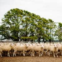 Reid Ewe And Lamb Pellet