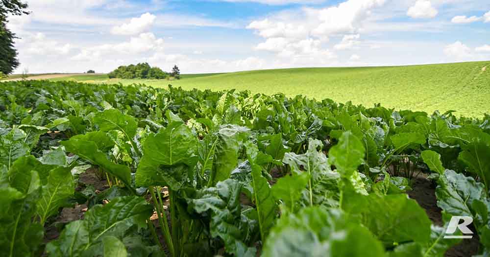 A Field Of Greens With A Blue Sky In The Background.