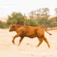 Reid Beef Weaner Grower Pellet