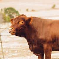 A Brown Cow Standing In A Field.