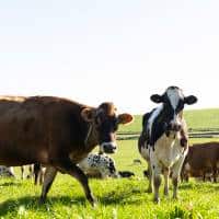 A Group Of Cows Grazing On A Green Field.