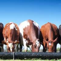 A Group Of Cows Grazing On A Grassy Field.