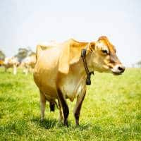 A Group Of Cows Standing In A Grassy Field.